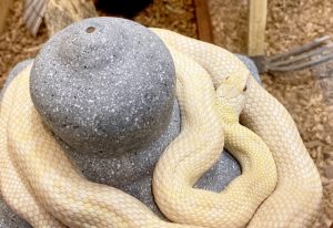 シロヘビの写真 