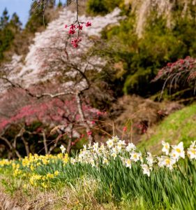 桜と水仙・写真