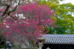 御袖天満宮　紅梅
